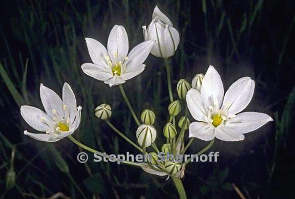 triteleia hyacinthina 1 graphic